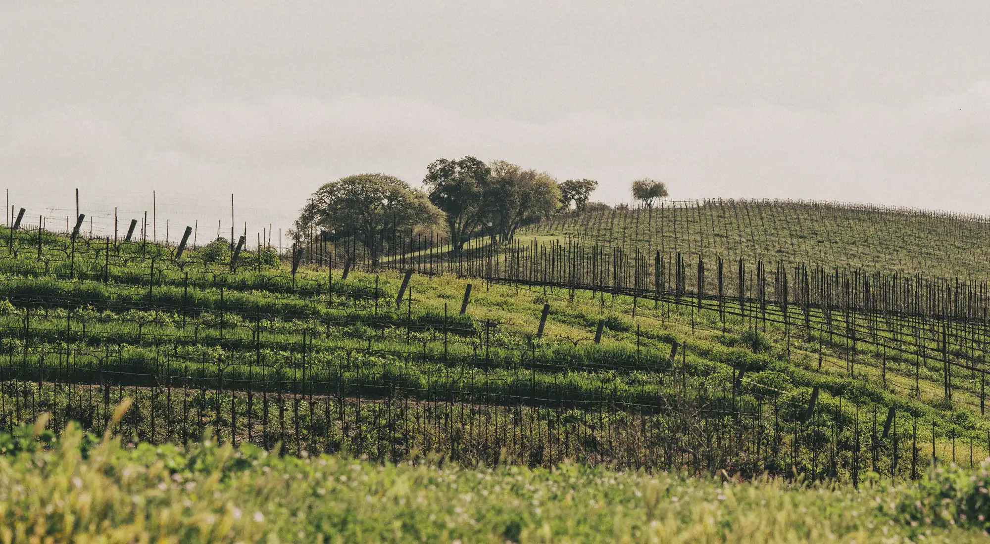 Truss Wines Paso Robles Estate Vineyard