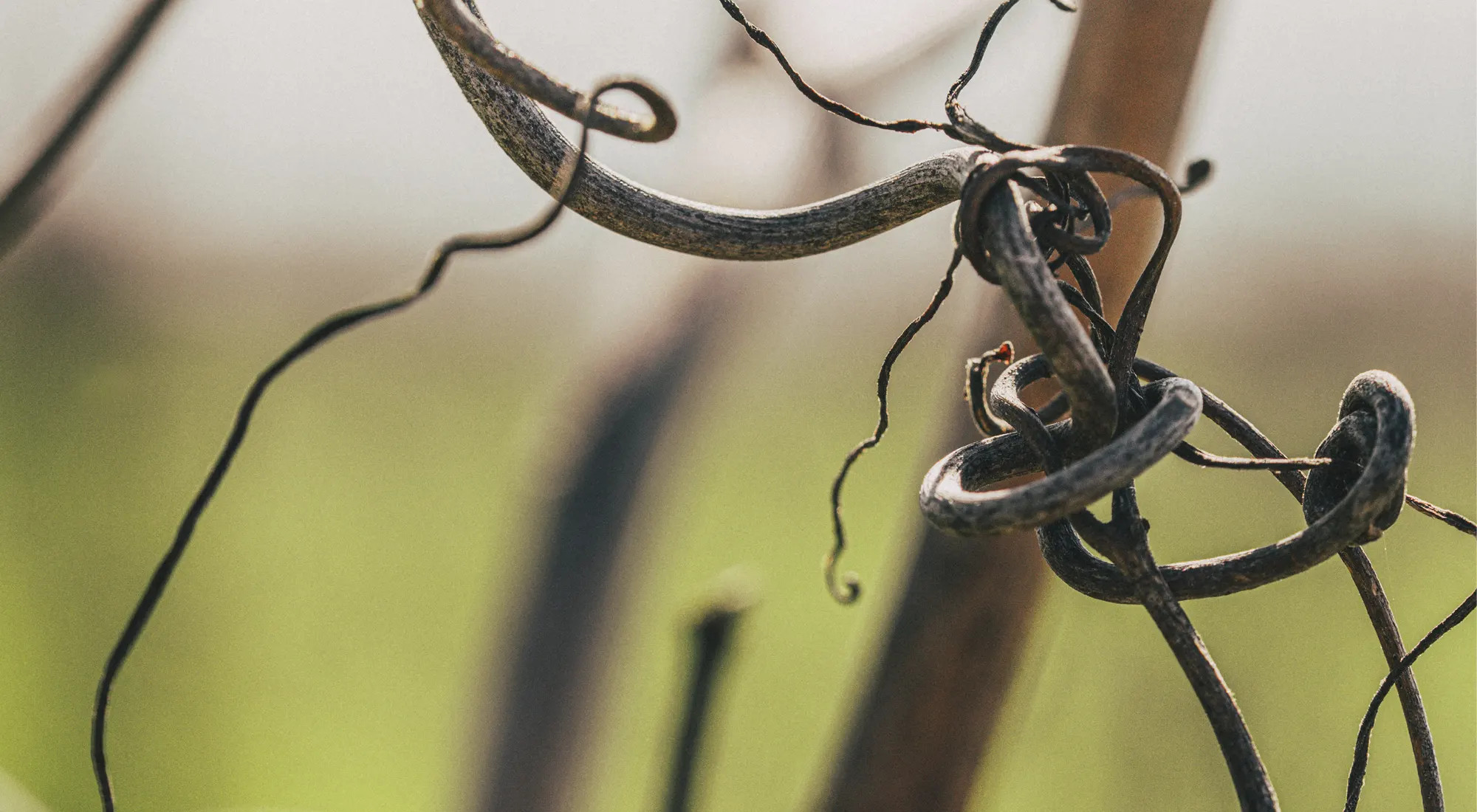 Truss Wines Paso Robles Vineyard