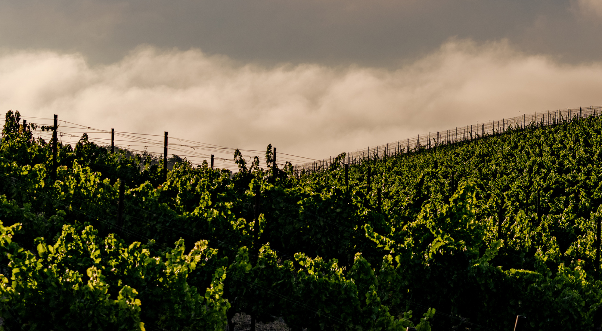 Green wine vineyard with clouds and grey skies 