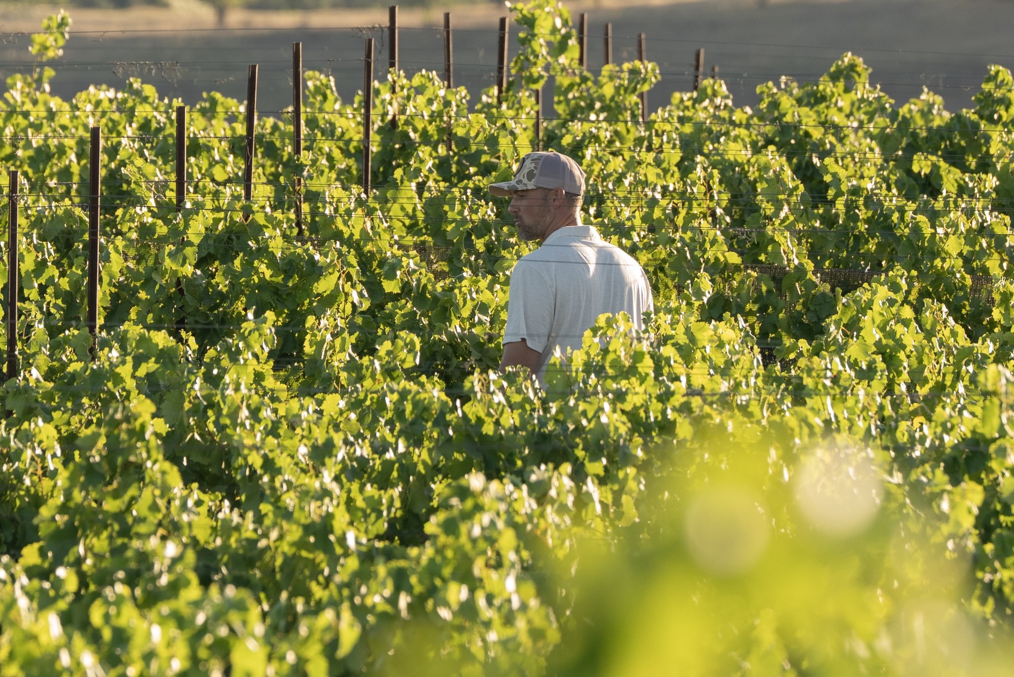 Truss Wines Paso Robles Wine Stories & Insights