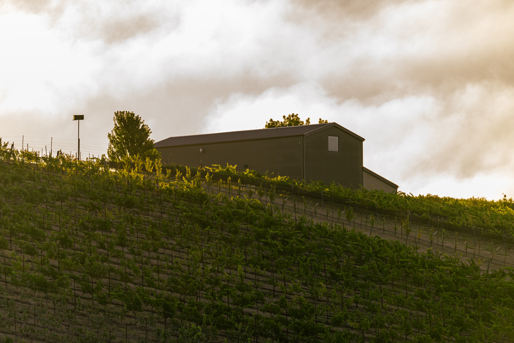 A modern wine tasting room structure on top of a vineyard with ominous skies reflecting light below on the vines