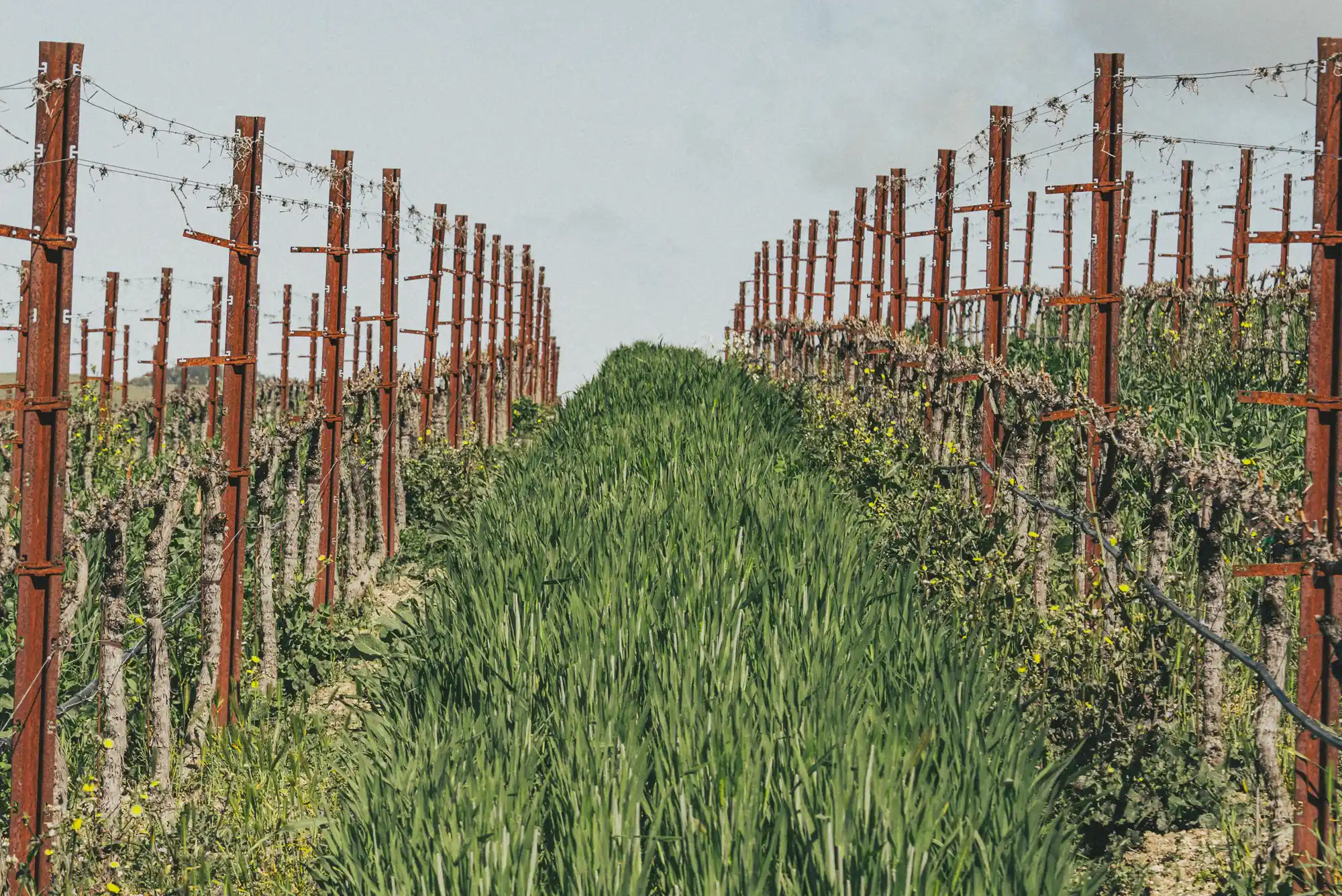 Truss Wines Paso Robles Terms & Policies