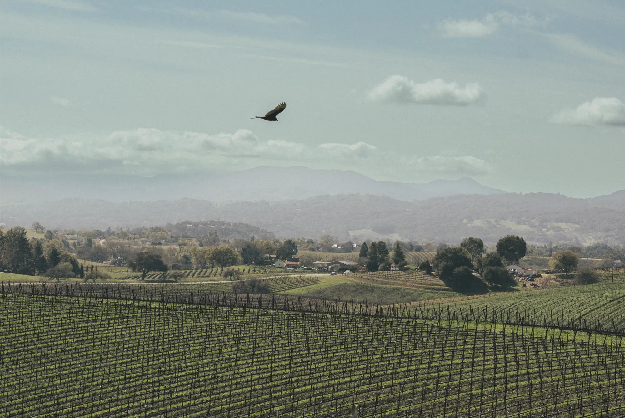 Visit Paso Robles vineyards