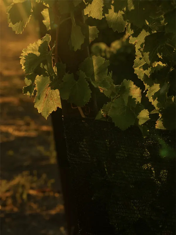 Truss Wines Paso Robles Grapevine