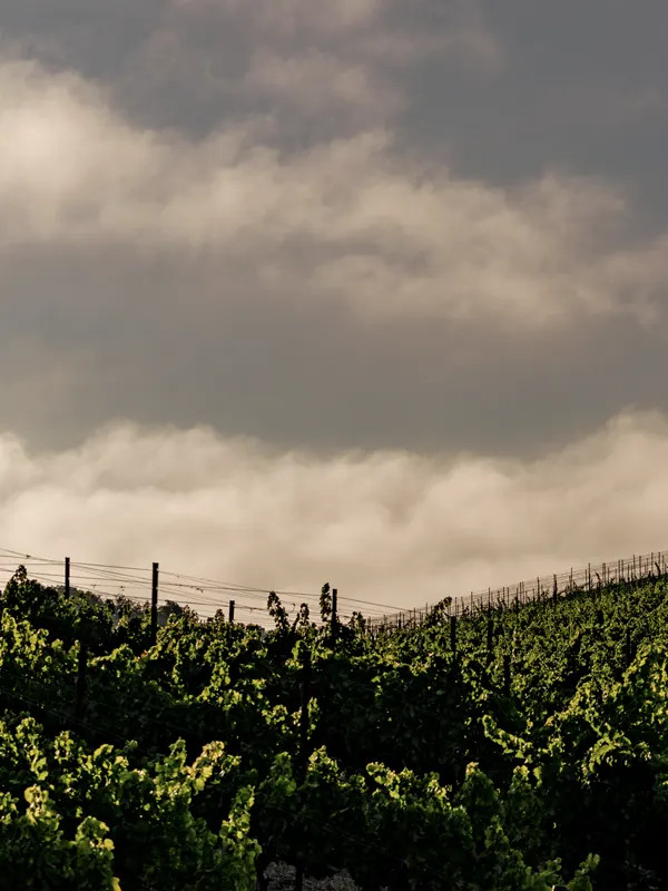 Truss Wines Paso Robles Vineyard
