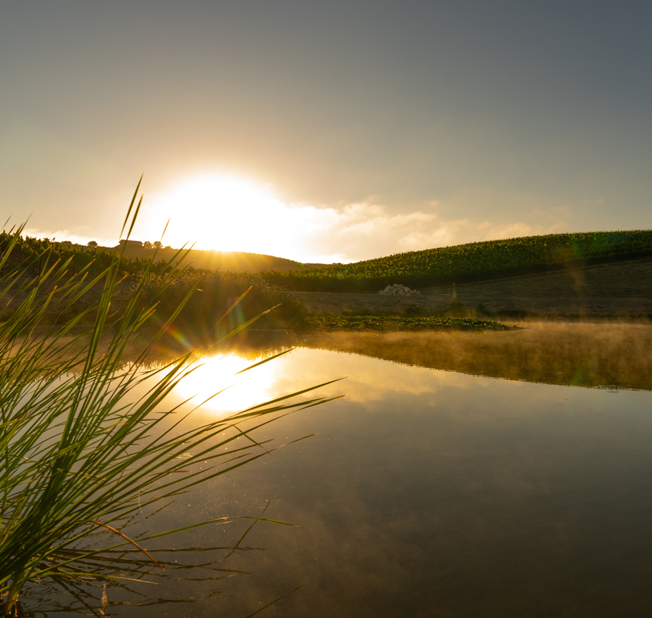 Scenic photo of winery with vines and sunrise overlooking water shed 