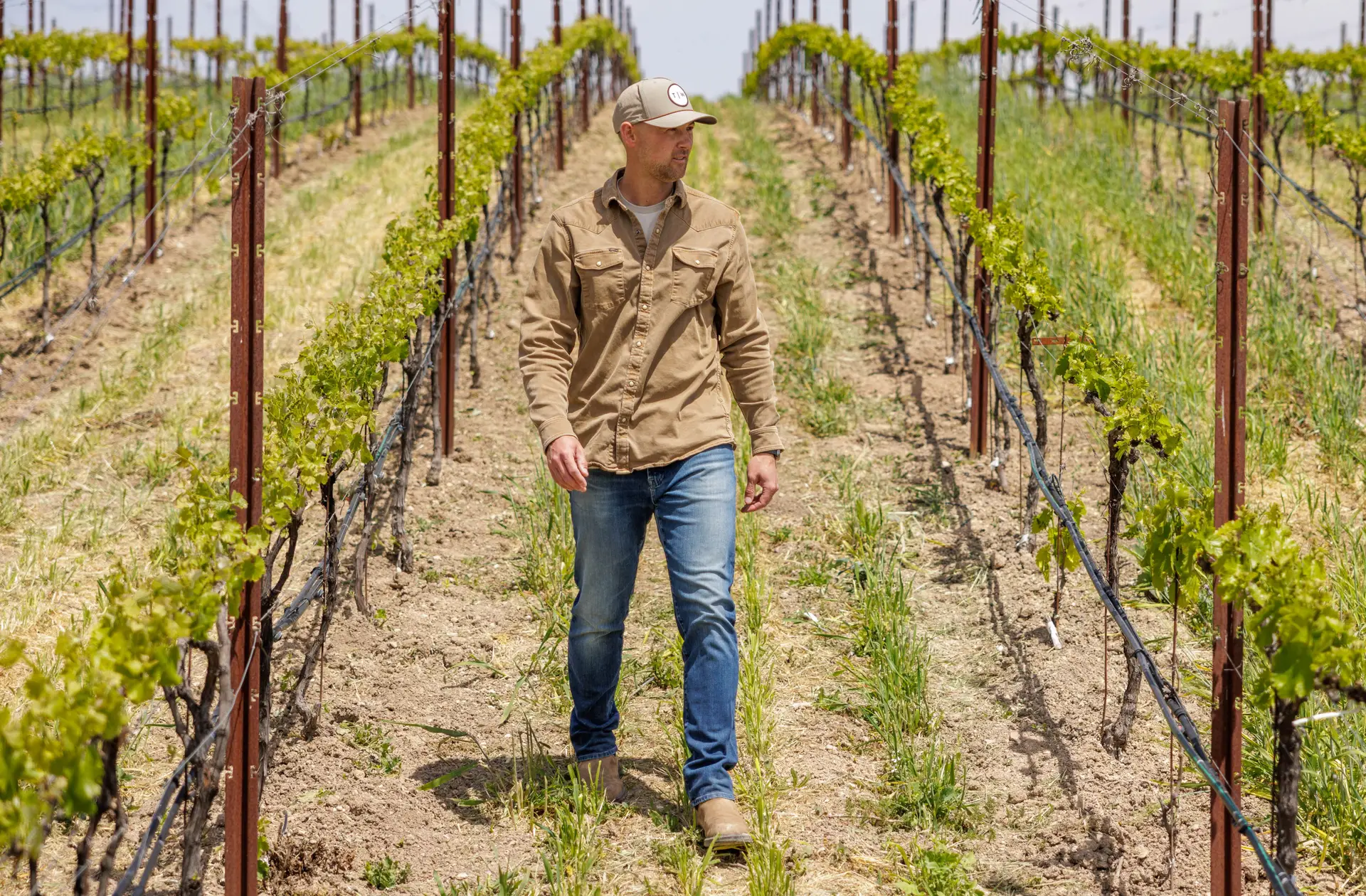 Winemaker walking through vineyard rows at Truss Wines in Paso Robles, California, inspecting grapevines under bright sunlight — showcasing sustainable viticulture and Central Coast craftsmanship.